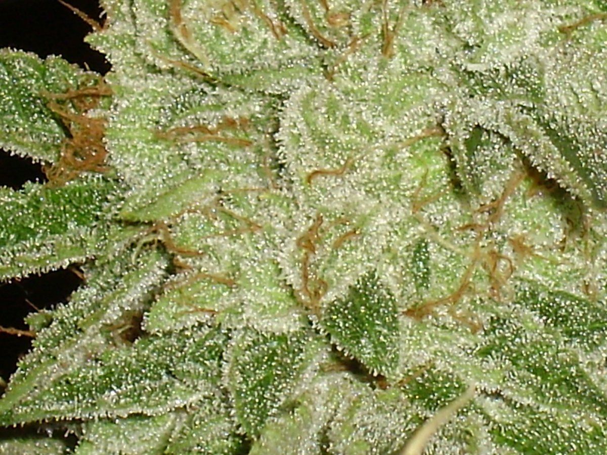 Fireleaner60days1