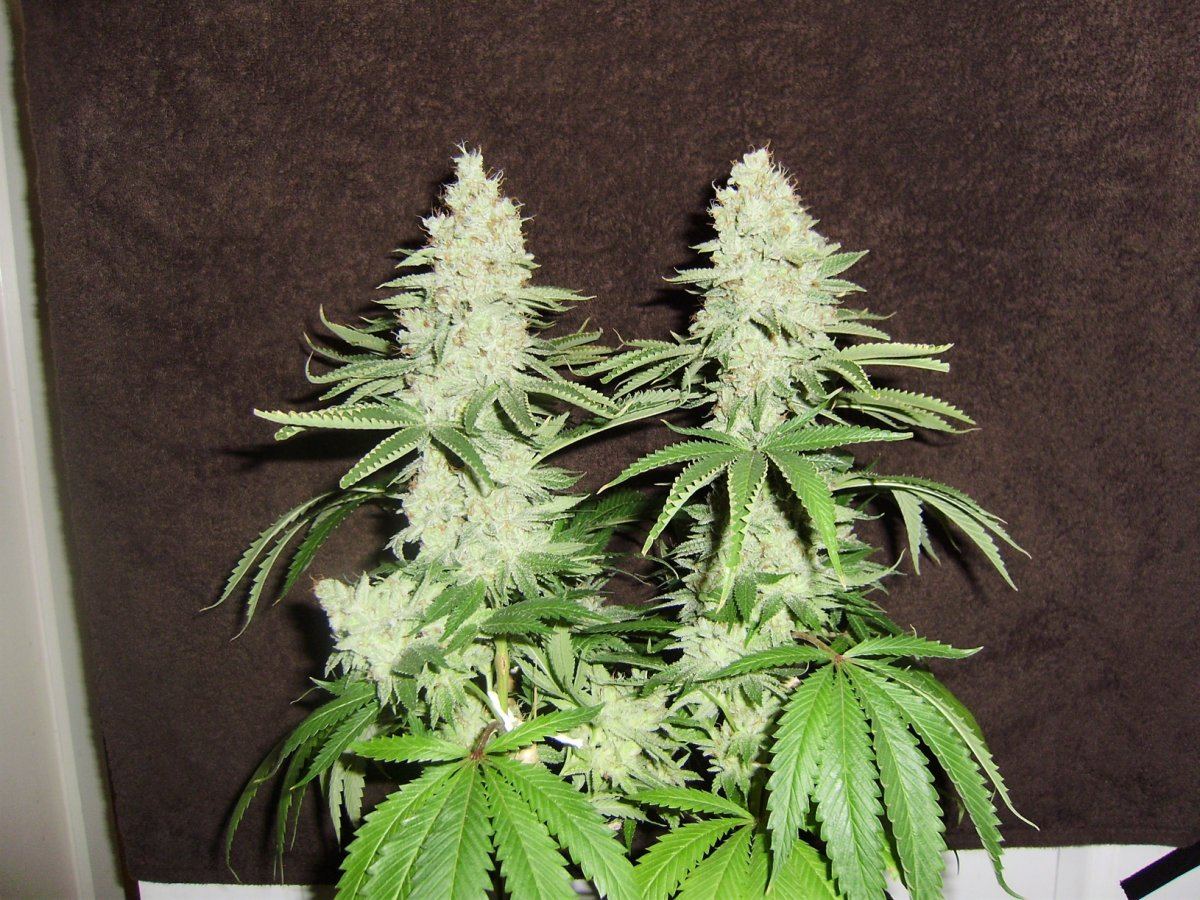 Fireleaner60days2