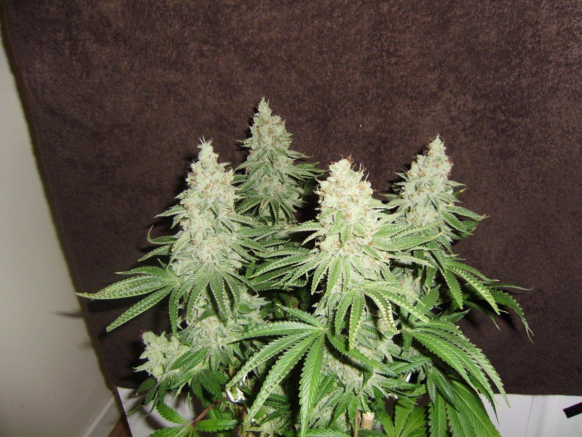 Fireleaner60days4
