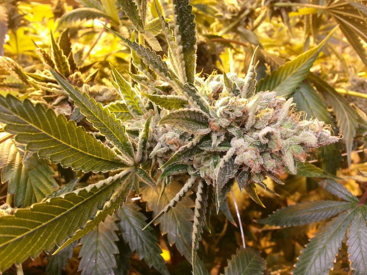Fireog Fa1023