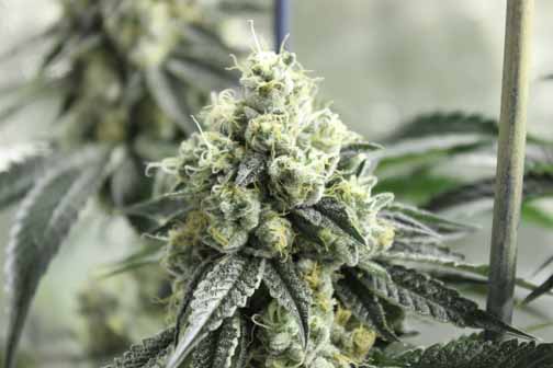 FireOG