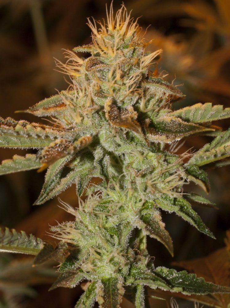 Fireog