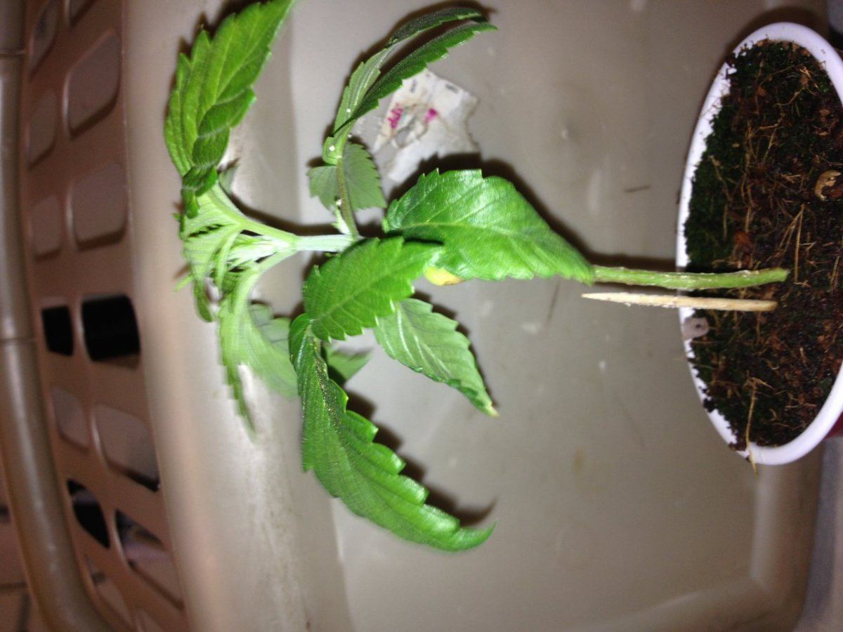 Fireog x hellsangelog 4