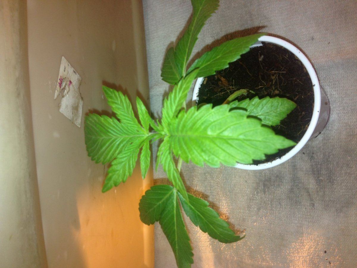 Fireog x hellsangelog 8