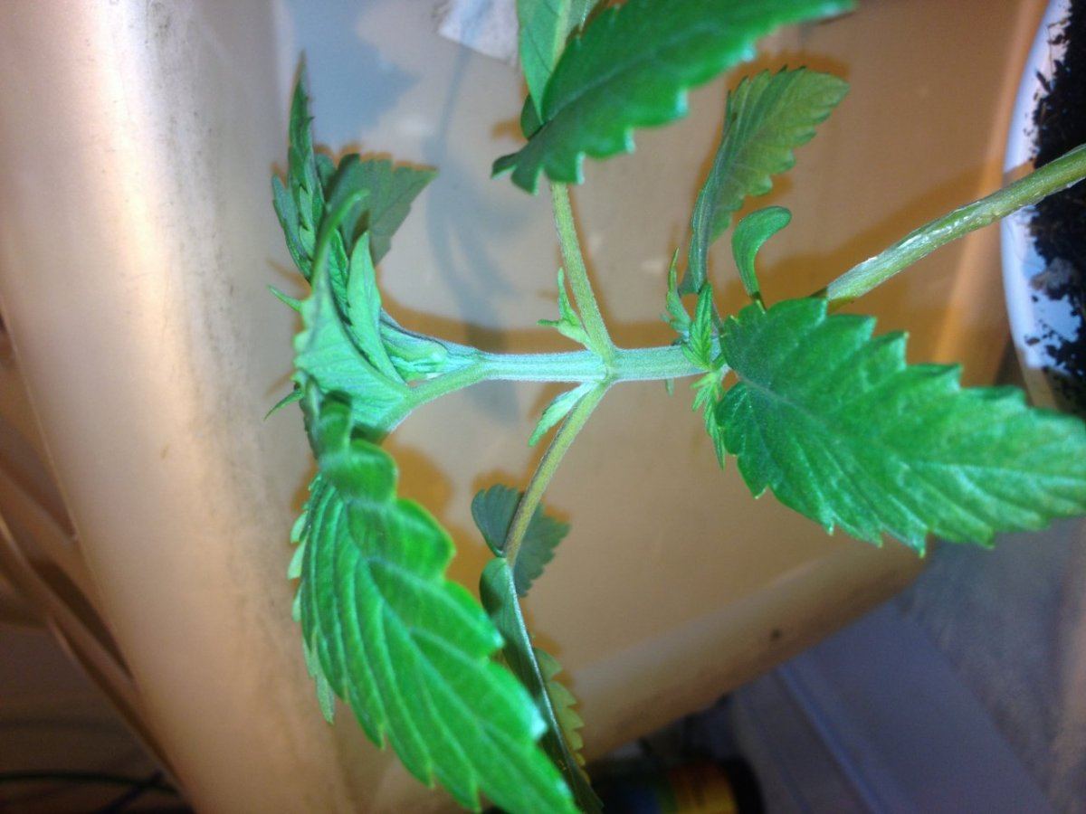 Fireog x hellsangelog 9