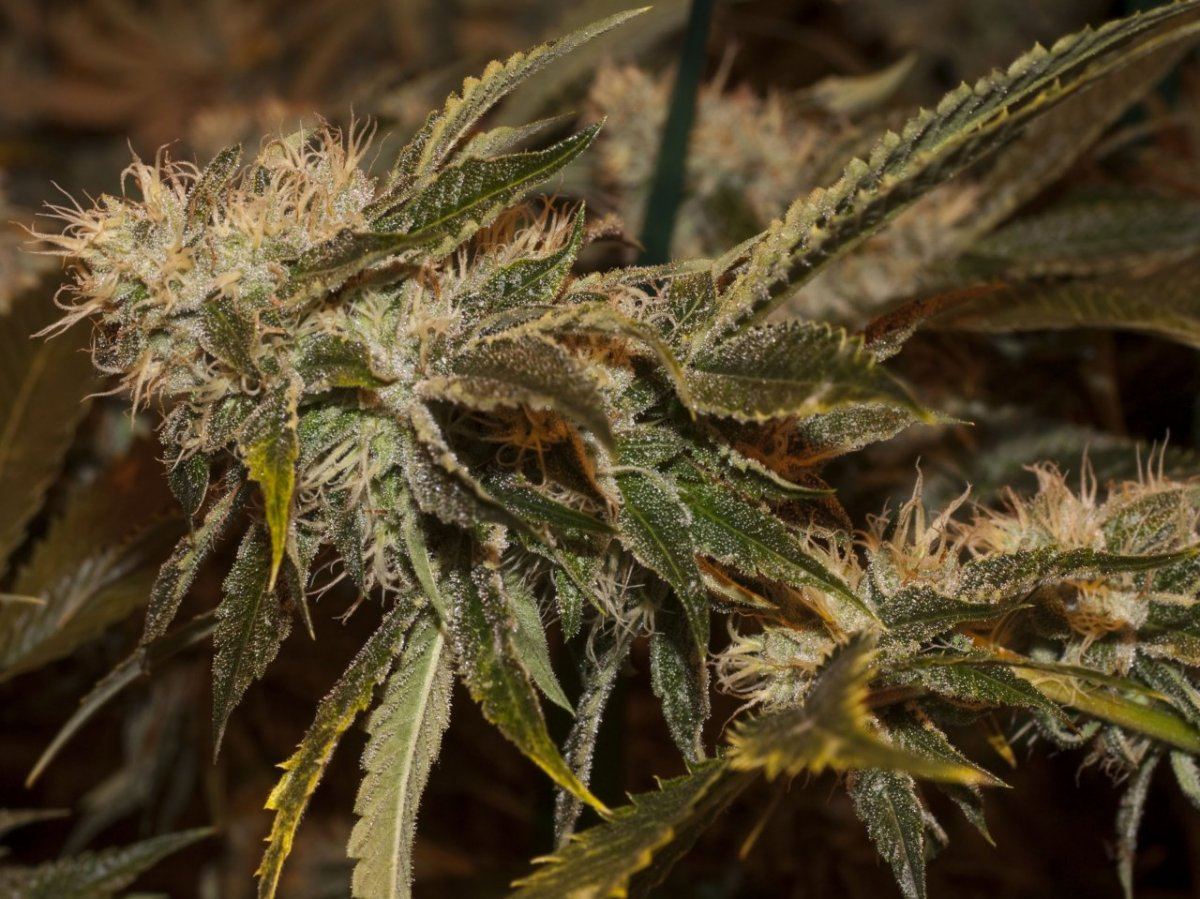 Fireog1
