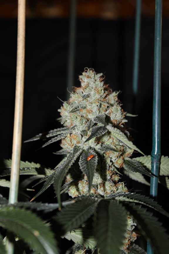 FireOG3