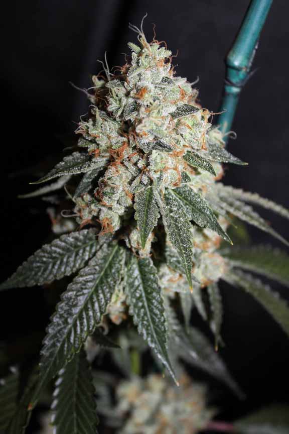 FireOG5