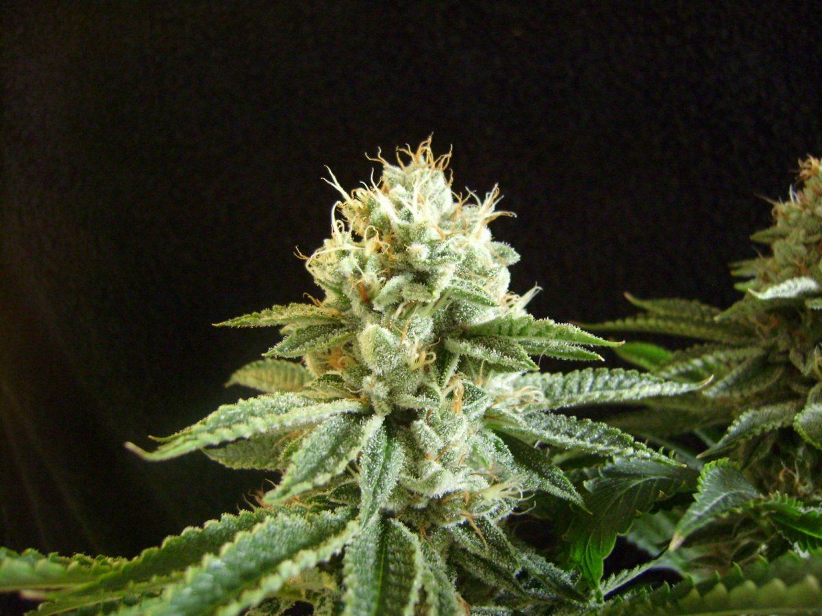 Firepheno