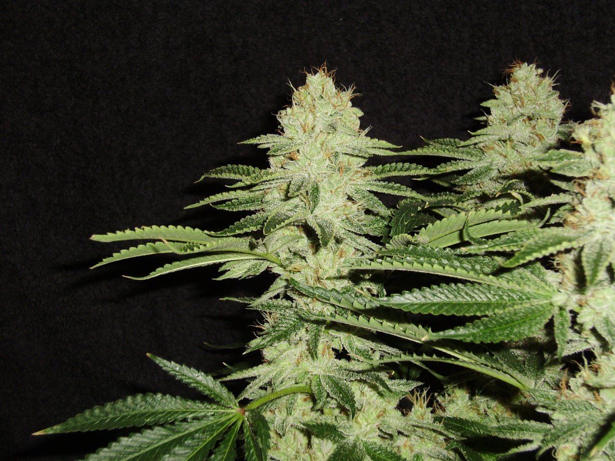 Firepheno1