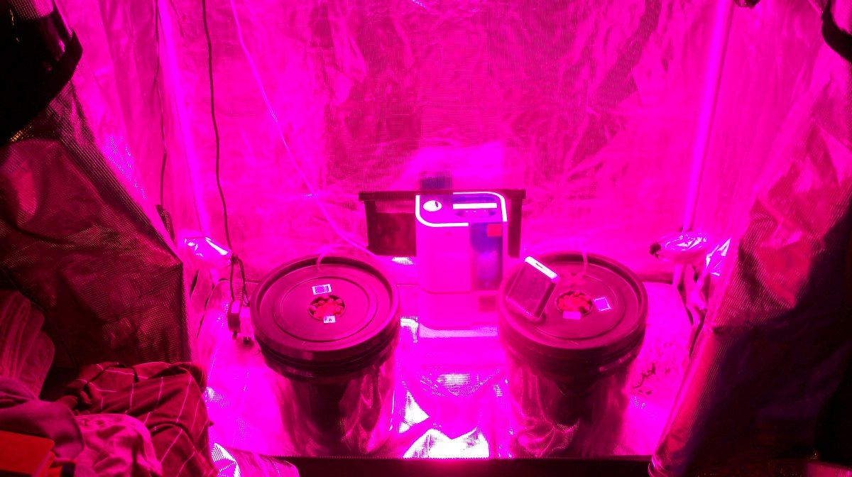 Firing up my hydroponic white widow and power african strain grow 6