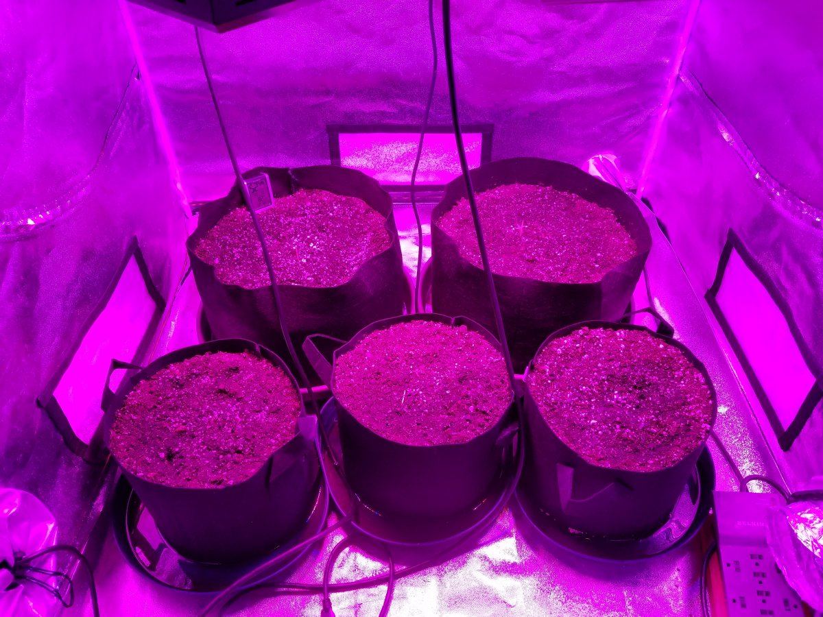 First 100 sativa plus first time sk1 grow day 2 2
