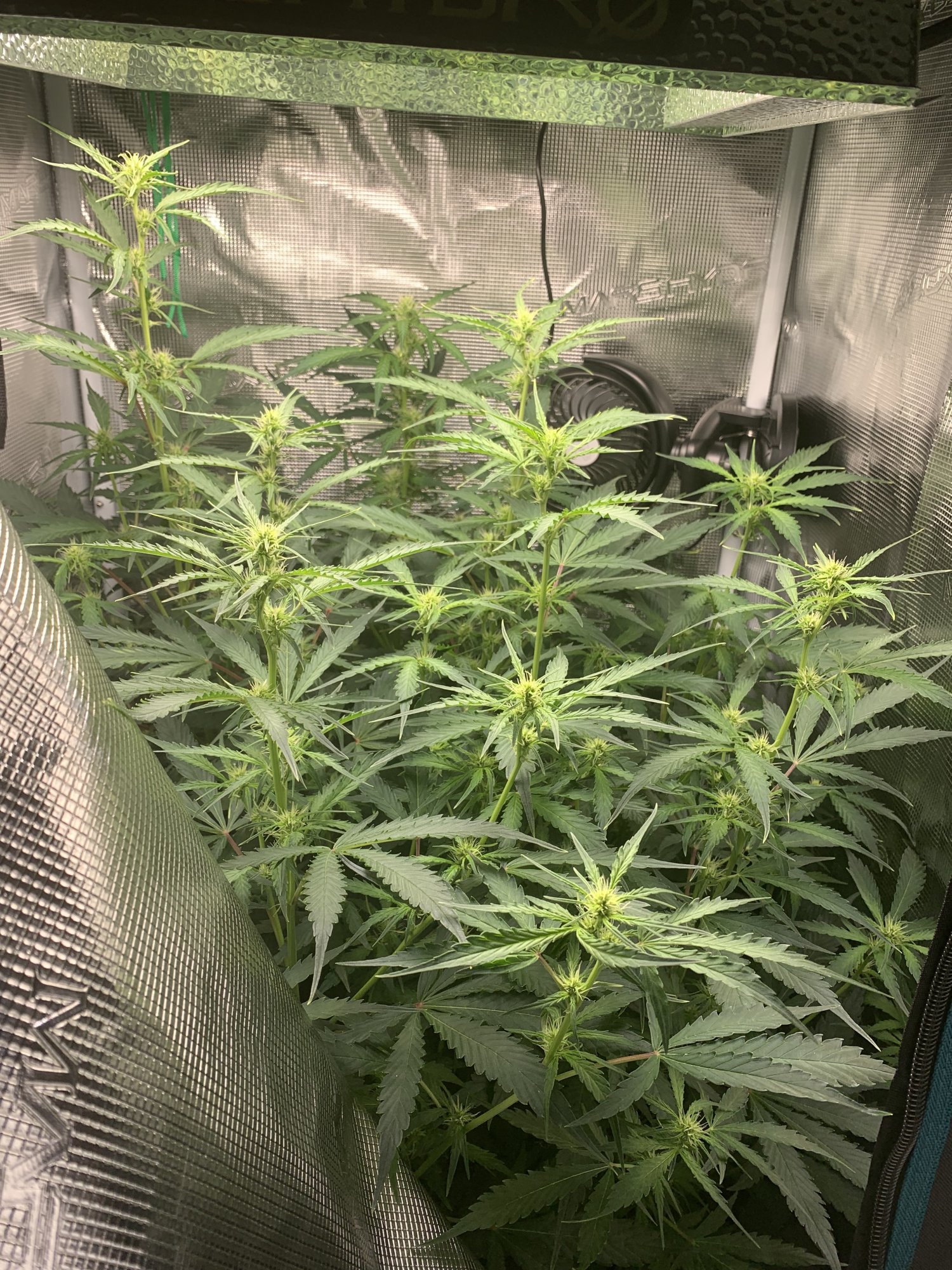 First 2x2 blue cheese auto