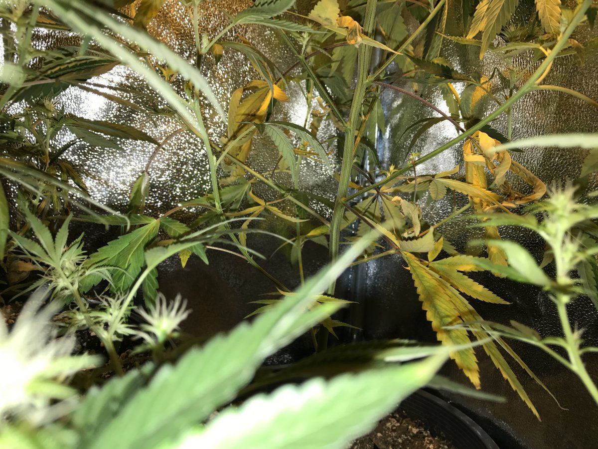 First 4x2x7 tent grow need some help in week 5 flower p 3