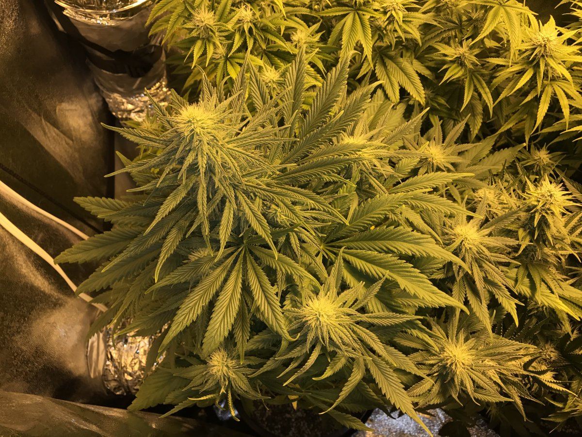 First 4x2x7 tent grow need some help in week 5 flower p 7