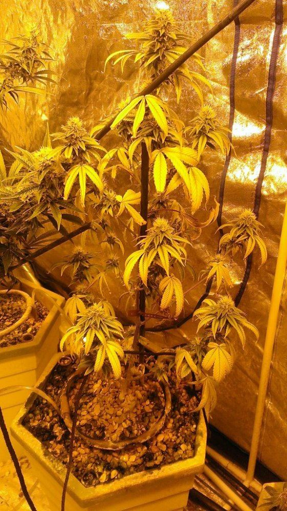 First attempt at growing multiple strains in the same hydro system need help 2