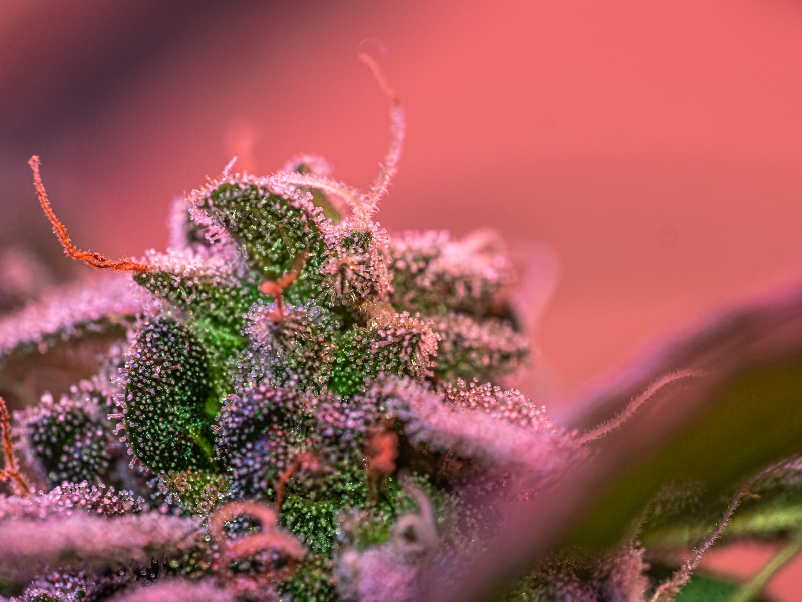 First attempts at macro photography of cannabis 2
