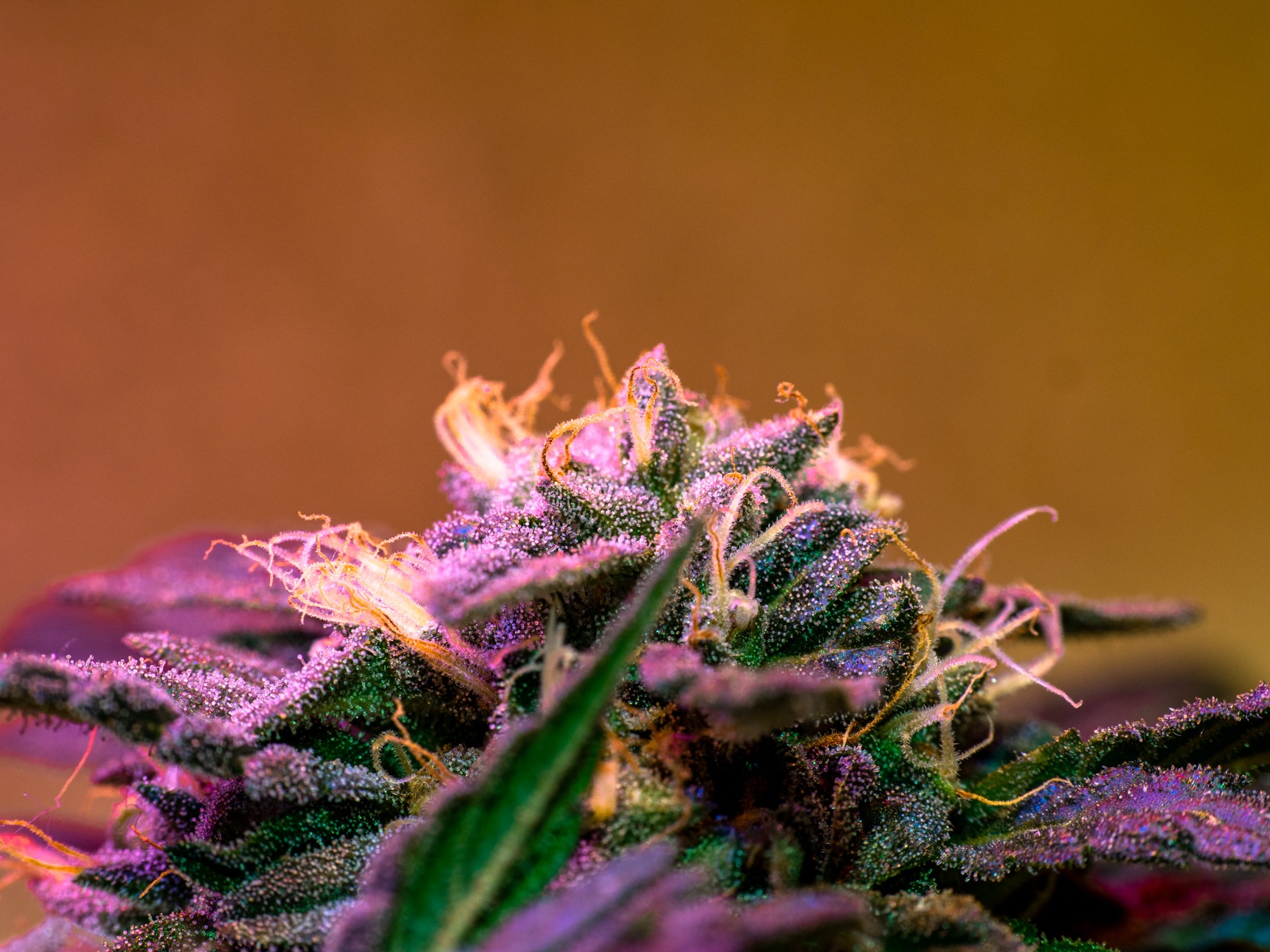 First attempts at macro photography of cannabis 4