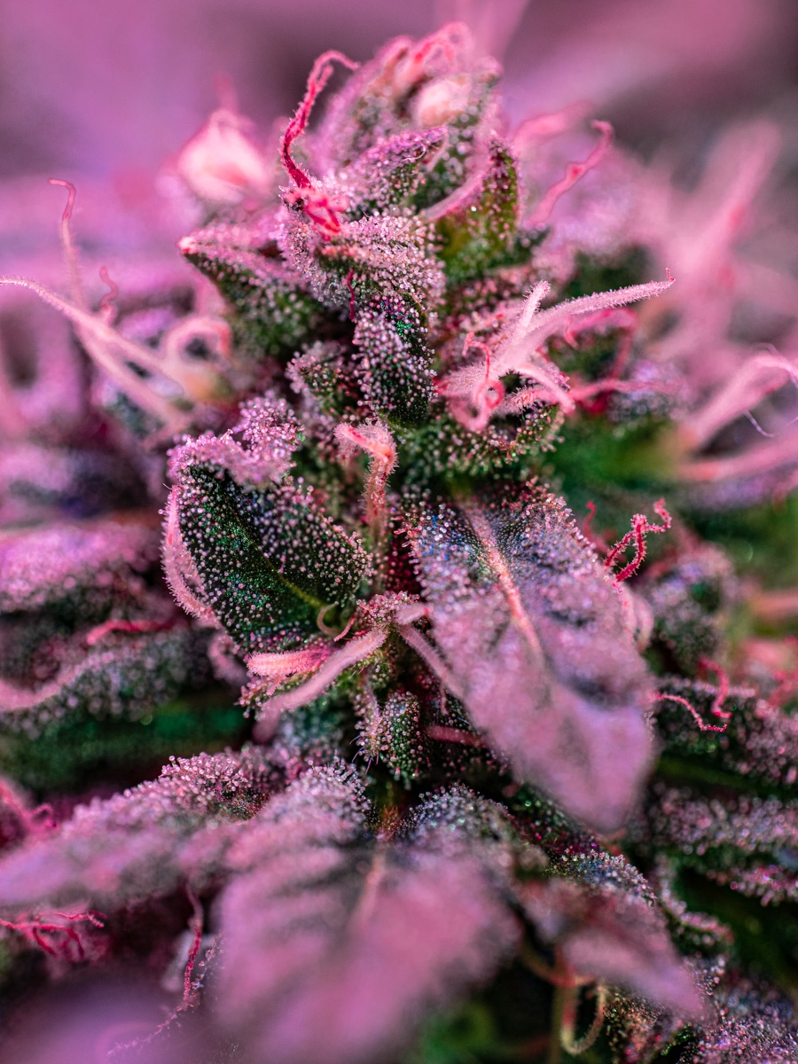 First attempts at macro photography of cannabis