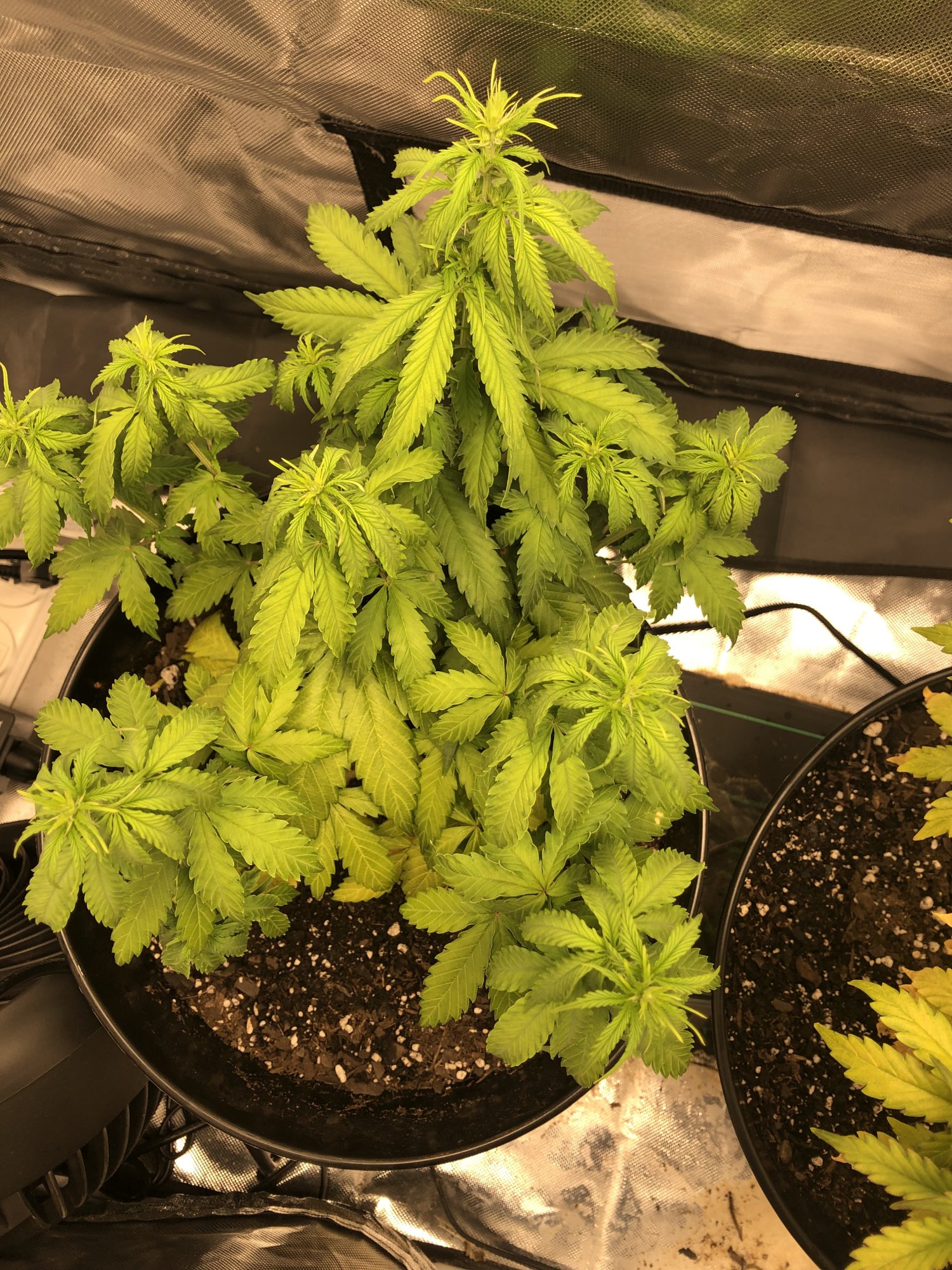 First auto grownot so hot 3