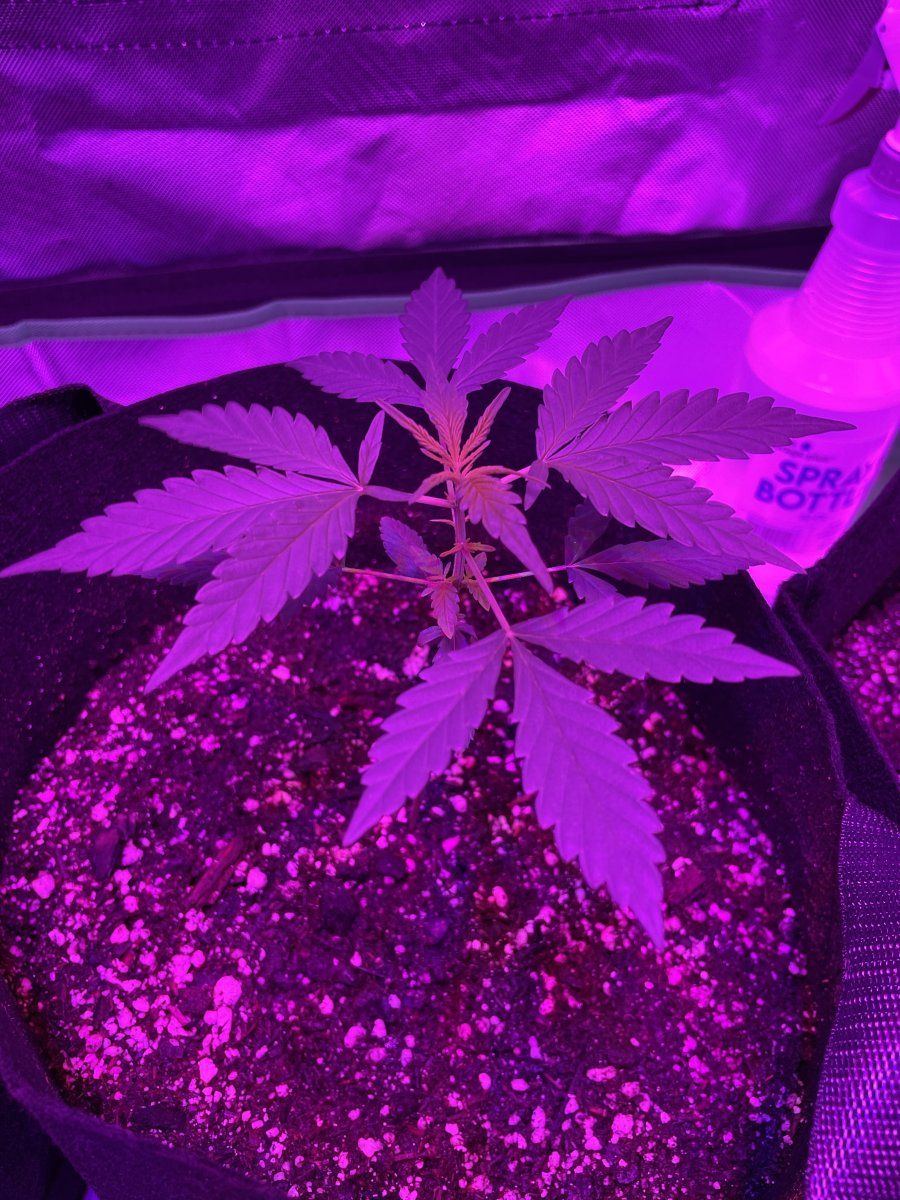 First auto indoor grow w the fam 2