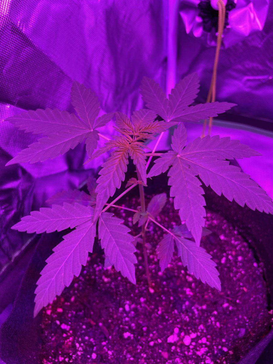 First auto indoor grow w the fam 3