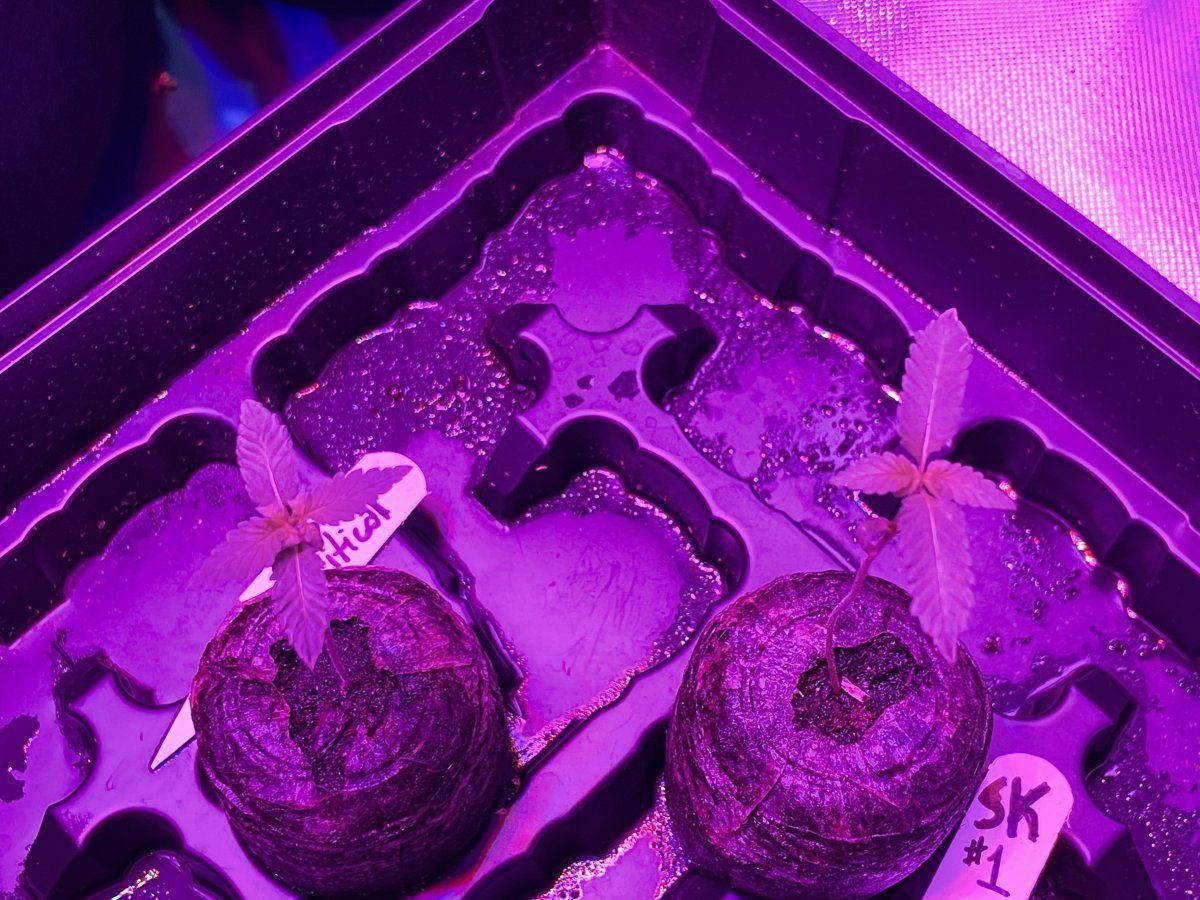 First auto indoor grow w the fam 4