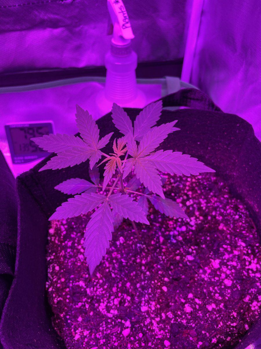 First auto indoor grow w the fam