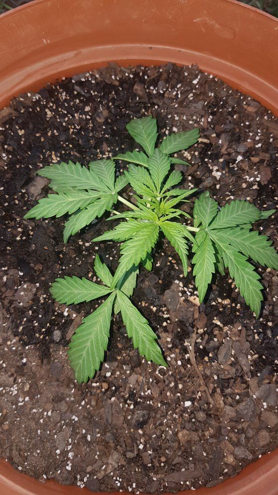 First autoflower growalso first legal grow