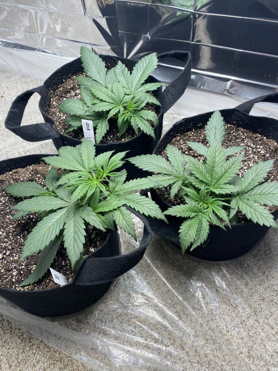 First autoflower run opinionscomments wanted 2
