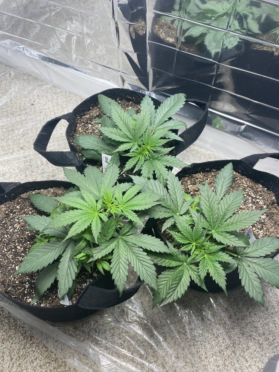 First autoflower run opinionscomments wanted 3