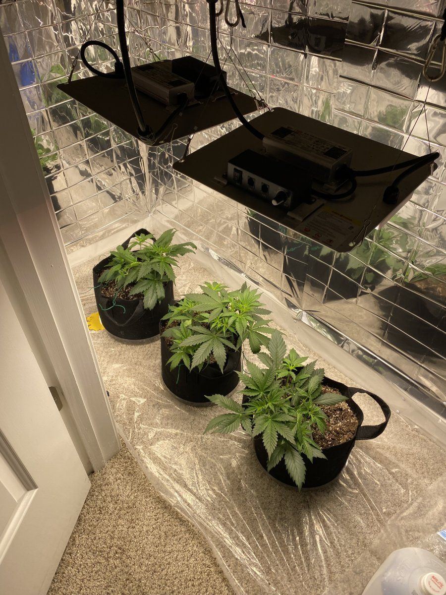 First autoflower run opinionscomments wanted 4