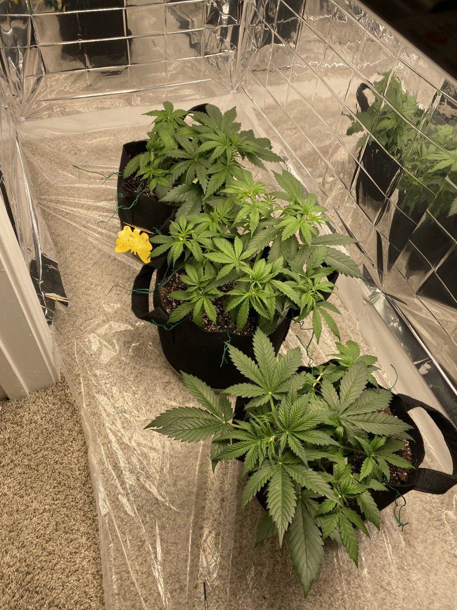 First autoflower run opinionscomments wanted 5