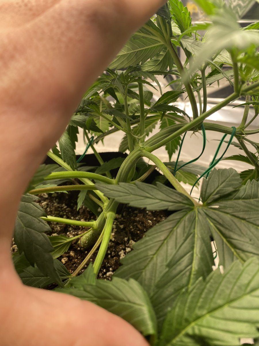 First autoflower run opinionscomments wanted 6