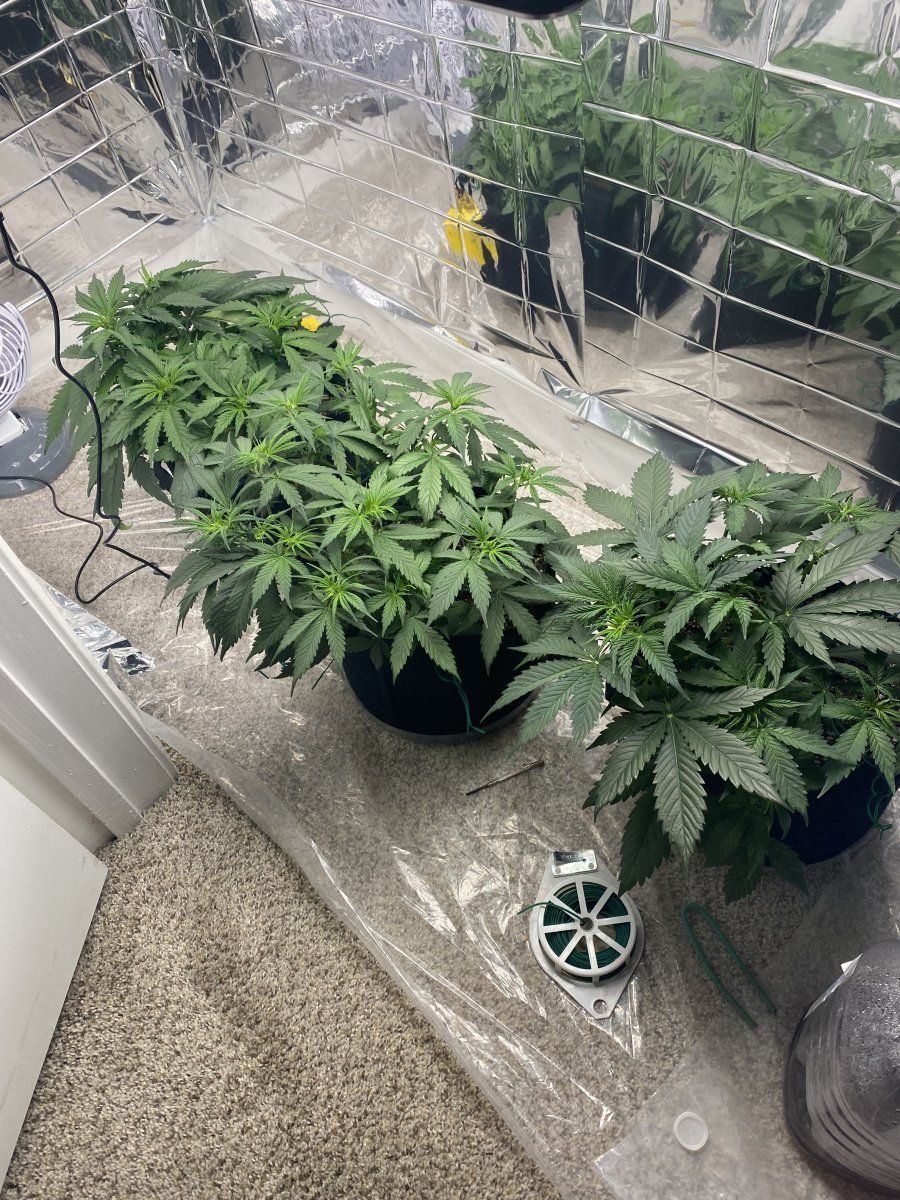 First autoflower run opinionscomments wanted 7
