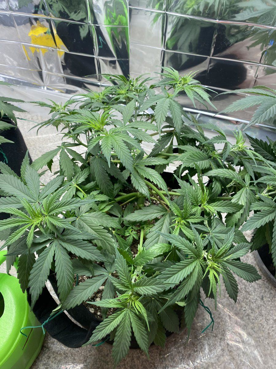 First autoflower run opinionscomments wanted 8