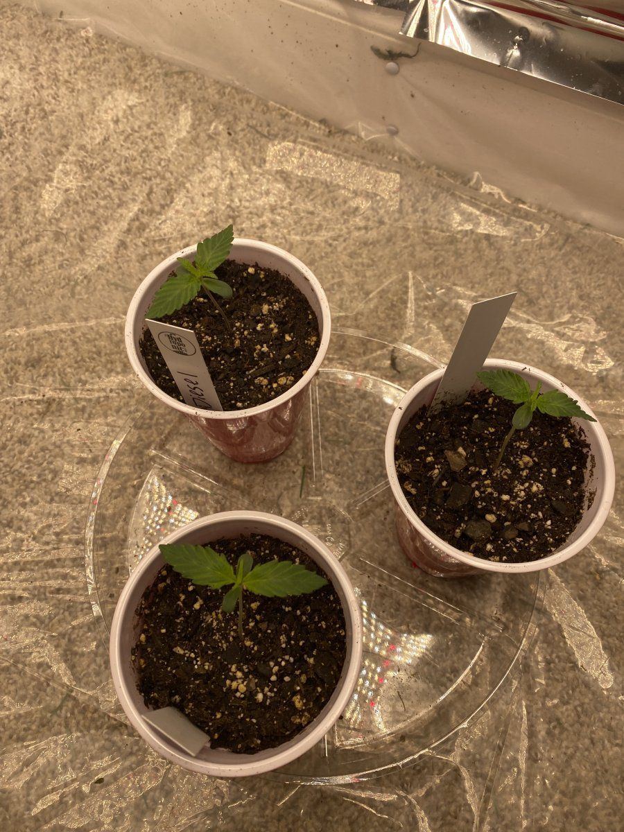 First autoflower run opinionscomments wanted
