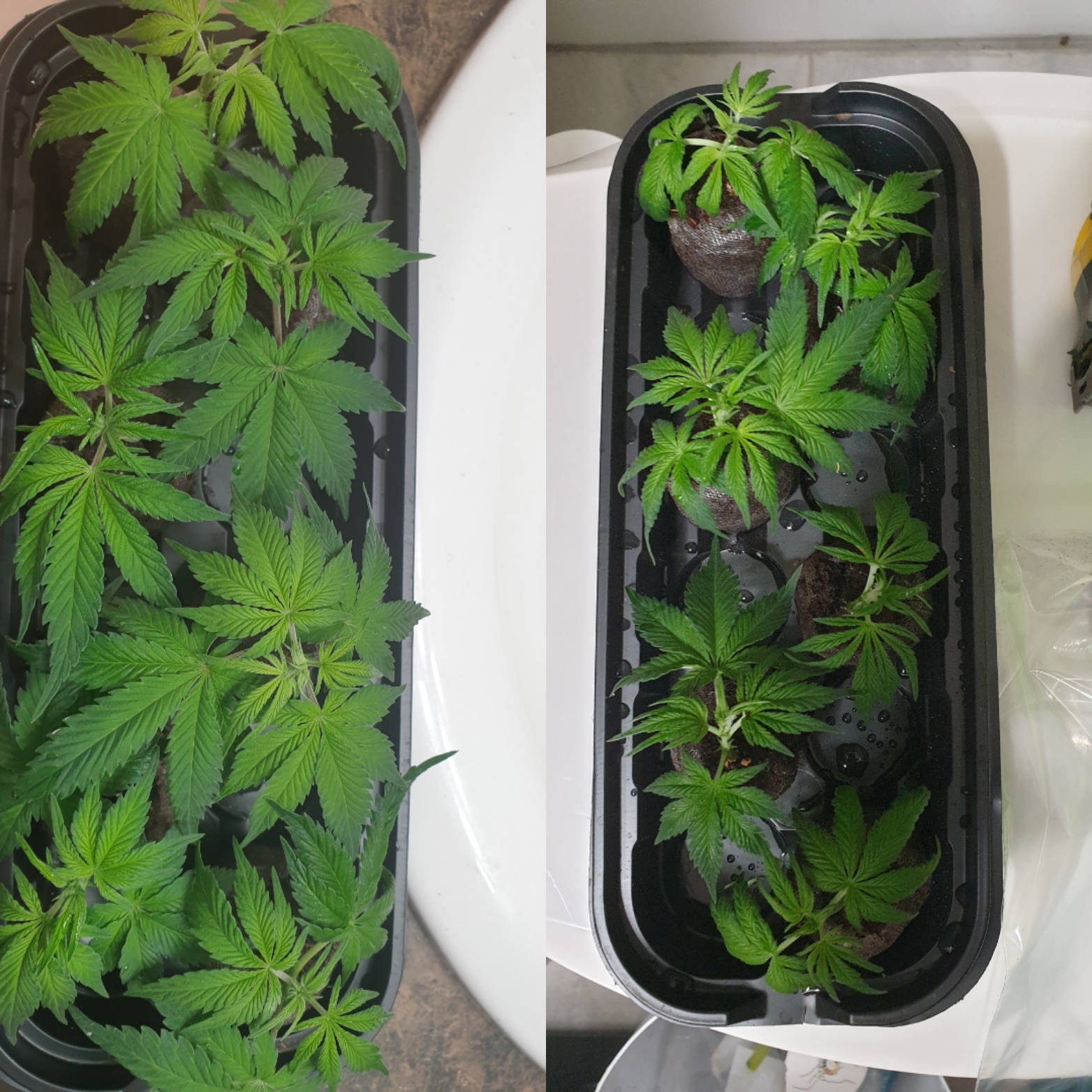 First cloning attempt with small clones