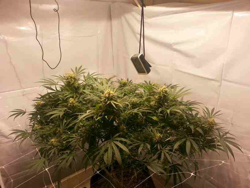 First closet grow 315w cdl 10