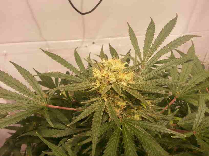 First closet grow 315w cdl 11