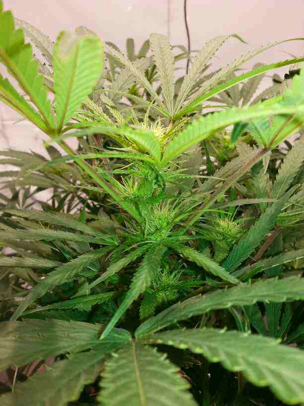 First closet grow 315w cdl 3