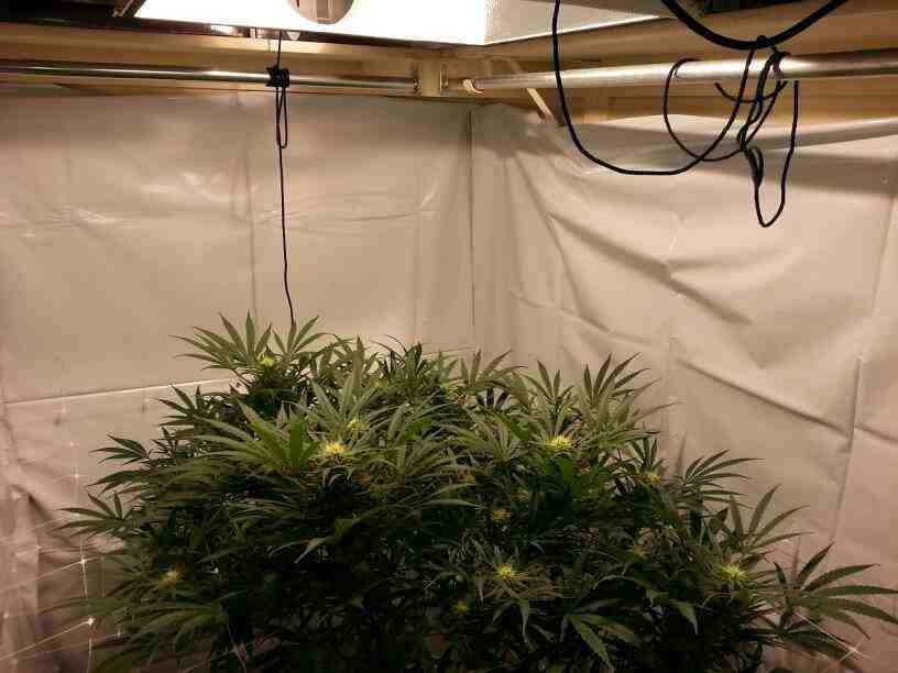 First closet grow 315w cdl 4