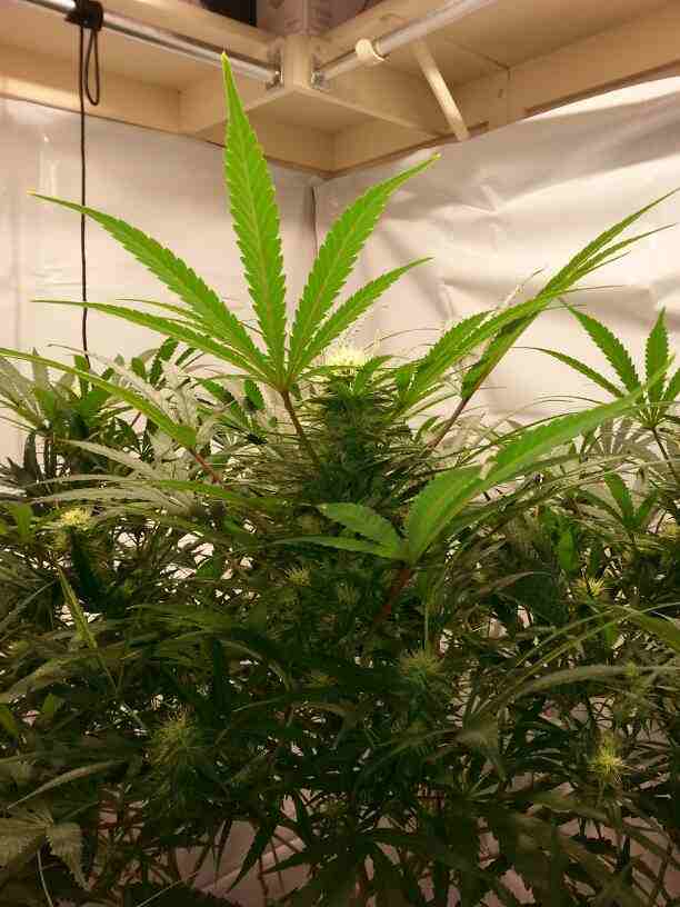 First closet grow 315w cdl 5