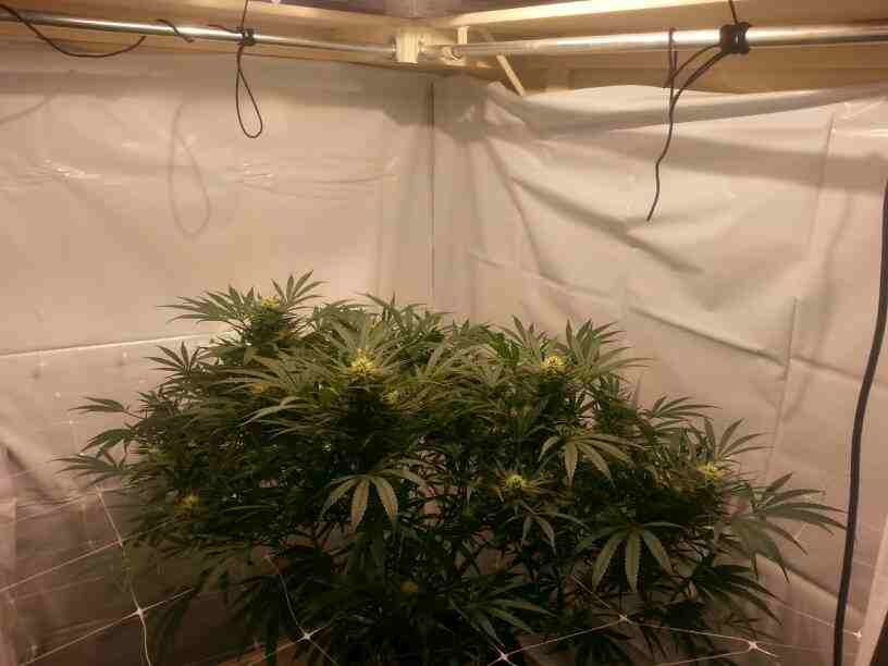 First closet grow 315w cdl 6