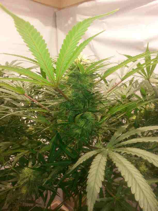 First closet grow 315w cdl 7