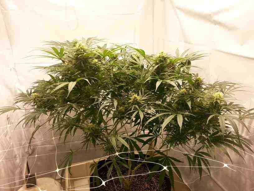 First closet grow 315w cdl 8
