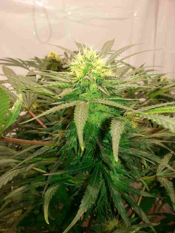 First closet grow 315w cdl 9