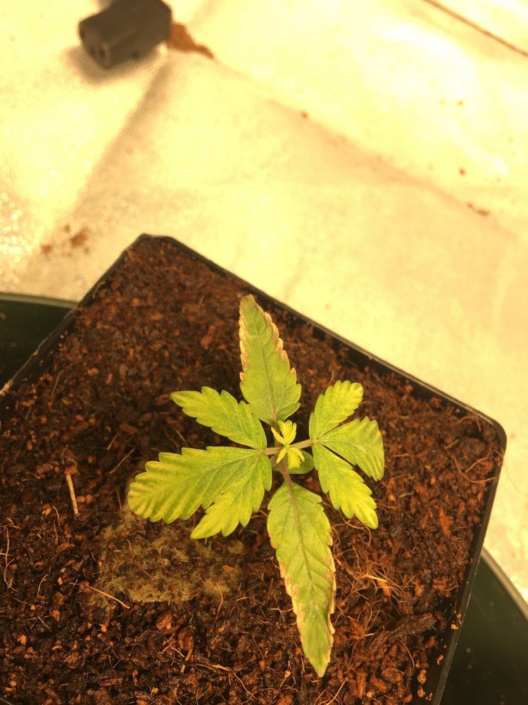 First coco grow 2