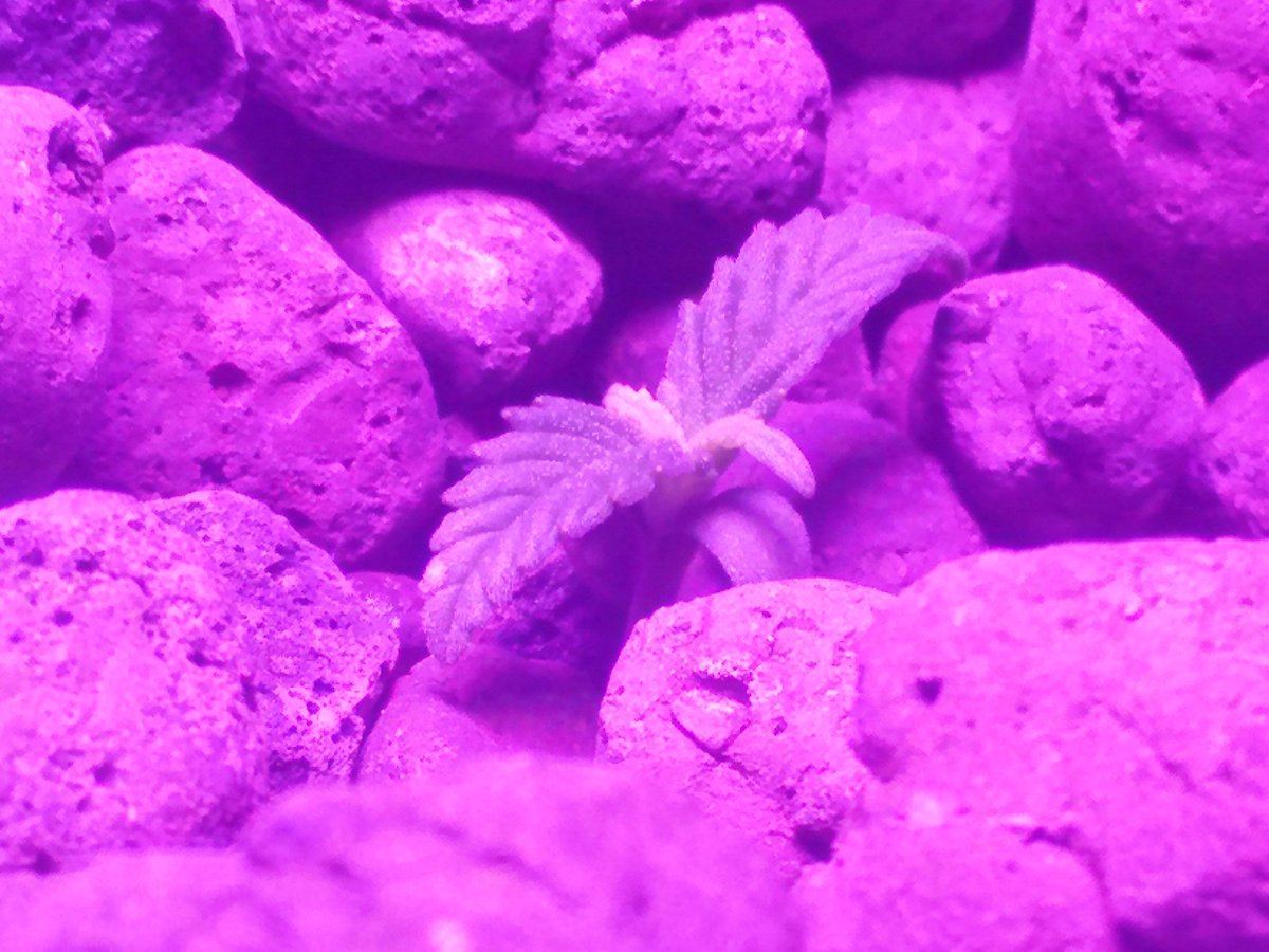 First dwc autoflower grow i have mutiple questions 4