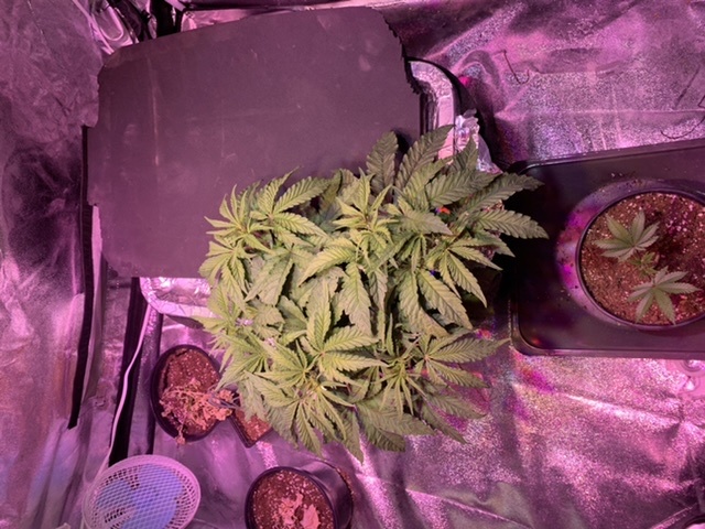 First dwc grow does this plant look healthy 2